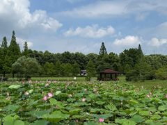 -宜兴龙背山森林公园