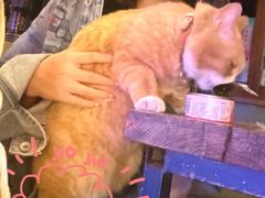 -Sirena海妖日咖夜酒