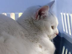 -可蒙动物医院·猫科·骨科中心(首义路店)