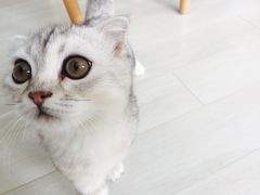 -喵的天空名猫咖啡馆·撸猫·猫舍·用品