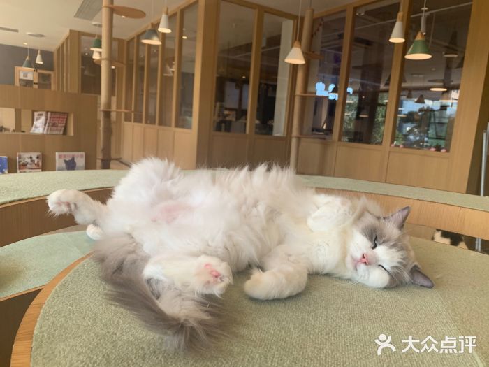 CAT’S MEWSTAR CAFE·喵星球猫屋(晴湾咖啡店)图片