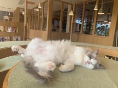 -CAT’S MEWSTAR CAFE·喵星球猫屋(晴湾咖啡店)