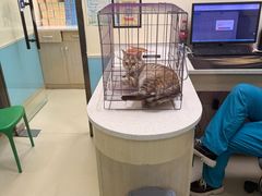 -天宠宠物医院24小时·急重症诊疗中心·全科·腔镜特色(和平分院)