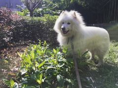 宠物寄养—大草坪遛弯儿-Oh My Dog宠物沙龙(伊珊娜皮毛护理店)