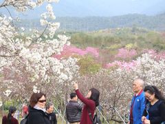 -天适樱花悠乐园