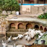 乡村周末🍃田园风味在舌尖 😋