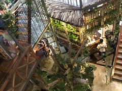 -Rainforest