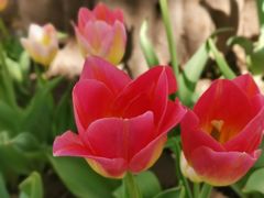 -石家庄市植物园