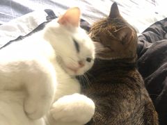 -屋虎猫馆(宝安大仟里店)