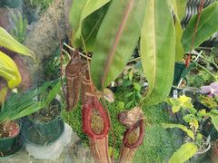 -国家植物园南园