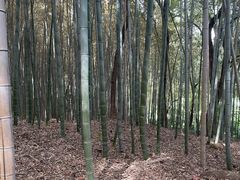 -上海佘山国家森林公园天马山园