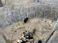 -西霞口神雕山野生动物世界