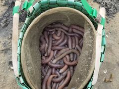 -红树林天天赶海