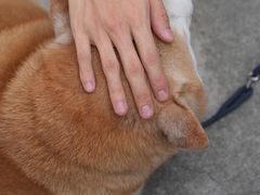 -Again Coffee Roaster(香蜜湖店)