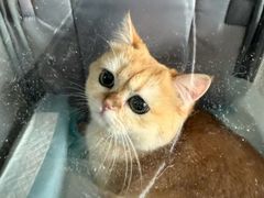 -瑞派宠物医院·犬猫全科·猫友好(宾水西道店)