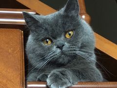 -爱侣宠医·鹦鹉专科·小型哺乳类·异宠专科(灵石路店)