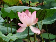 -荔湾湖公园
