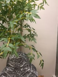 -侒悦缦月子中心·疗愈园区(龙岗店)