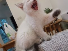 -欣宠猫屋·矮脚拿破仑·蓝金金渐层