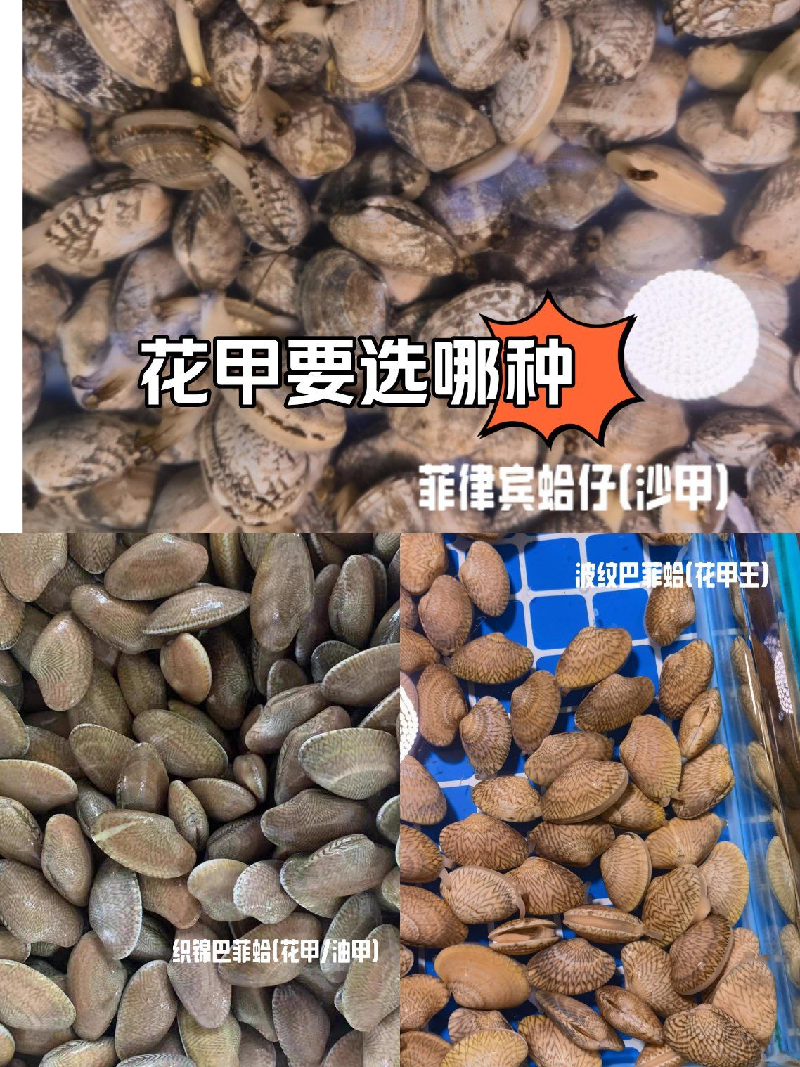 花甲要选哪种71