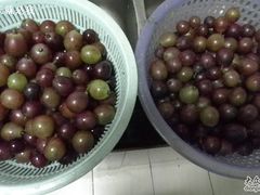 -马陆小张葡萄园农家乐