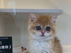 -小猫来了·猫舍(红山六九七九店)