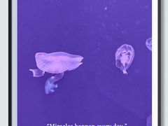 -上海海洋水族馆