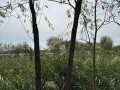 -绿堤公园