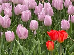 -石家庄市植物园