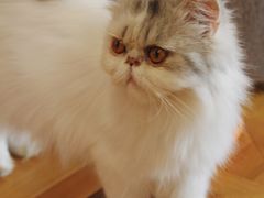 -MOYOYO猫咪咖啡店