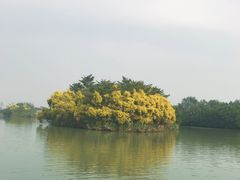 -大湾区中央湿地公园