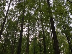 -黄海国家森林公园