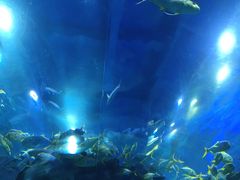 -芜湖新华联大白鲸海洋公园