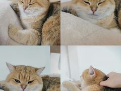 -Heymao猫咖.咖啡厅(东门店)