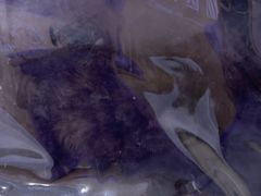 -天宠宠物医院24小时·急重症诊疗中心·全科·腔镜特色(和平分院)