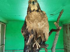 -西霞口神雕山野生动物世界