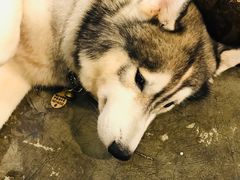 -more than meow吴止猫主题餐厅(承德 中船汇店)