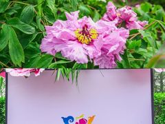 -尚湖风景区