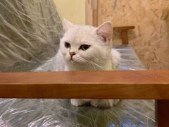 -猫色咖啡·猫咖