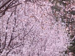 -绵阳人民公园(涪城区)