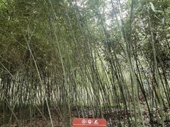 -都江堰中华大熊猫苑