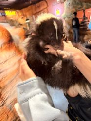 -Zoolung Zoolung动物主题公园(海信广场店)