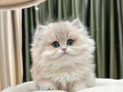 -欣宠猫屋·矮脚拿破仑·蓝金金渐层