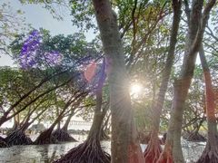 -宝安西湾红树林湿地公园