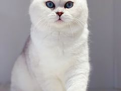 -东方名猫馆·英短金渐层布偶猫舍(环线广场1号楼店)