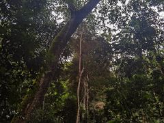 -西双版纳原始森林公园