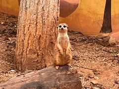-昆明动物园