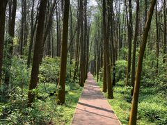 -同里国家湿地公园