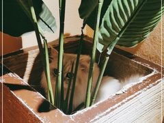 -猫友咖啡店(玉林西路店)