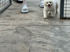 -爪吧宠物乐园 (温榆河示范区店)